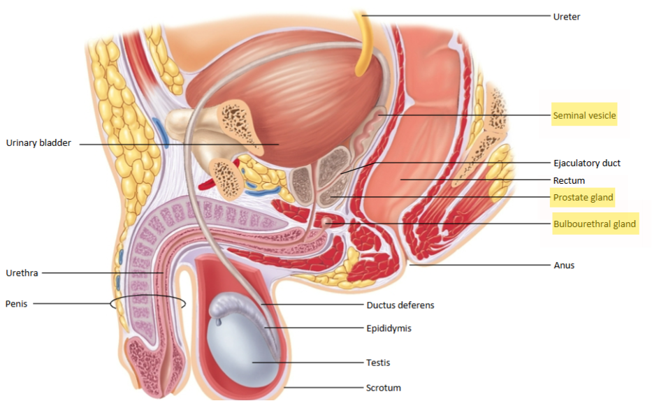 <ul><li><p class="ds-markdown-paragraph"><strong>Seminal vesicles</strong> – secrete 60% of seminal fluid</p></li><li><p class="ds-markdown-paragraph"><strong>Prostate gland</strong> – secretes 30% of seminal fluid; surrounds urethra</p></li><li><p class="ds-markdown-paragraph"><strong>Bulbourethral glands</strong> – secrete 5% of seminal fluid; neutralize acidity of male urethra</p></li></ul><p></p>