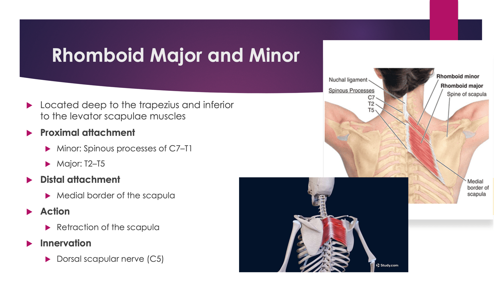 <p>Innervation: <span>Dorsal Scapular Nerve (C5)</span></p><p>Action: <strong>Retracts and elevates scapula, downward rotation</strong>. </p>