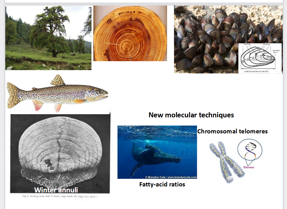 <p><span>This slide illustrates </span><strong>physical and molecular methods used by ecologists to determine the age of organisms</strong> in the field.</p><p></p><ul><li><p>growth rings: trees, mussels, fish scales</p></li><li><p>New molecular techniques: </p><ul><li><p>chromosomal telomeres: they are at the end of DNA strands and shorten everytime a cell divides</p></li><li><p>fatty acids ratios: certain fatty acids accumulate or breakdown over a lifespan and can work as a biochemical clock</p></li></ul></li></ul><p></p>