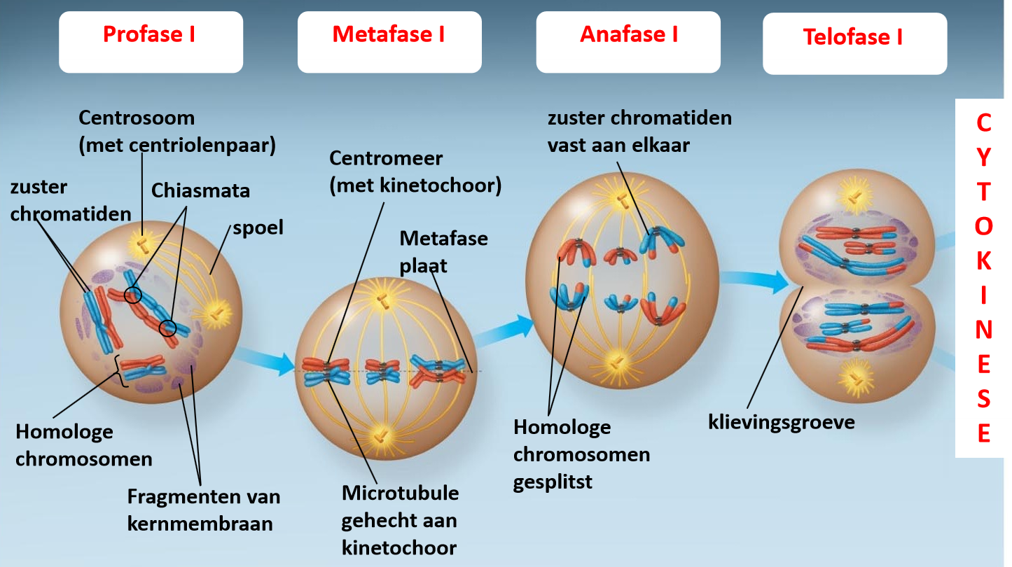 <p>kunnen uitleggen wat hier precies gebeurd </p>