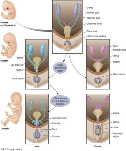 <ul><li><p>Initially, both males and females have identical primordial gonads</p></li><li><p>4-6 weeks post conception</p><ul><li><p>Sex-determining region of the Y chromosome (SRY)</p></li><li><p>Testis-determining factor</p></li></ul></li><li><p>Differentiation of Internal organs</p><ul><li><p>First three months: Wolffian + Müllerian system</p></li><li><p>Presence of testes: Testosterone + anti- Müllerian hormone</p></li></ul></li></ul><p></p>