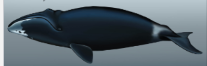 <p>Order Cetacea</p><p>Suborder Mysticeti</p><p>Family Balaenidae</p><p><em>Balaena mysticetus</em></p><ul><li><p>aka</p></li><li><p>what what whale does it resemble, how does it differ (i.e., what’s lacking and what is present)</p></li><li><p>IUCN</p></li></ul><p></p>