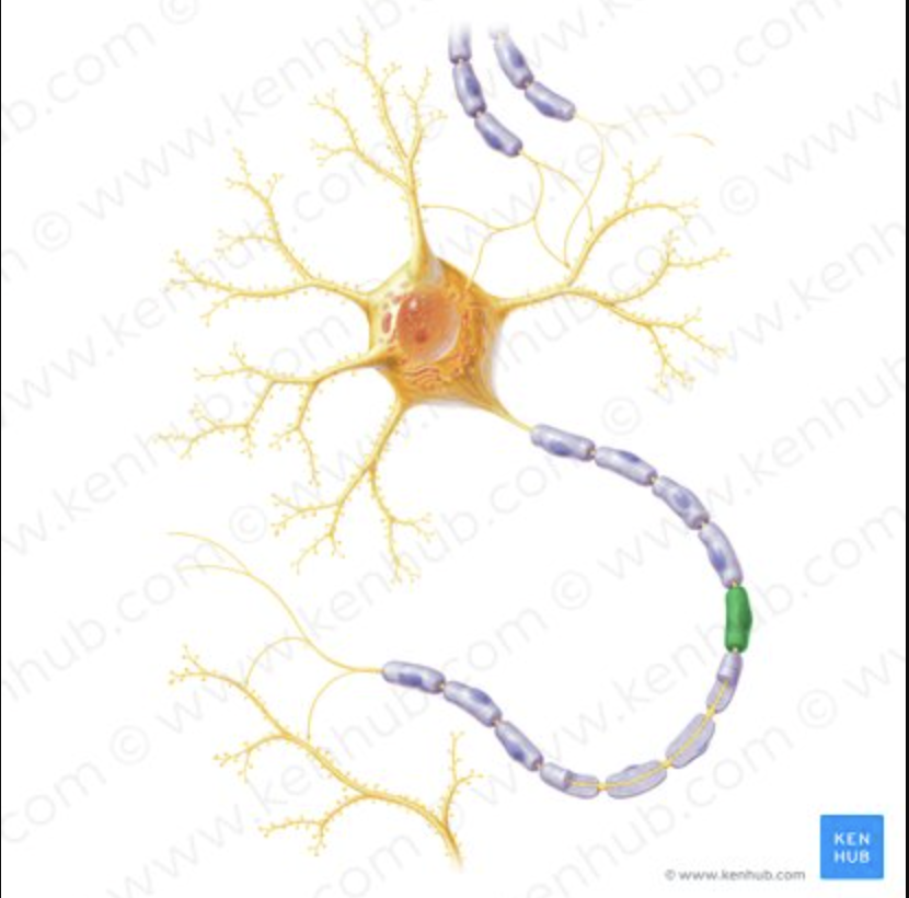 <p>What is another name for NEUROLEMMOCYTE?</p>