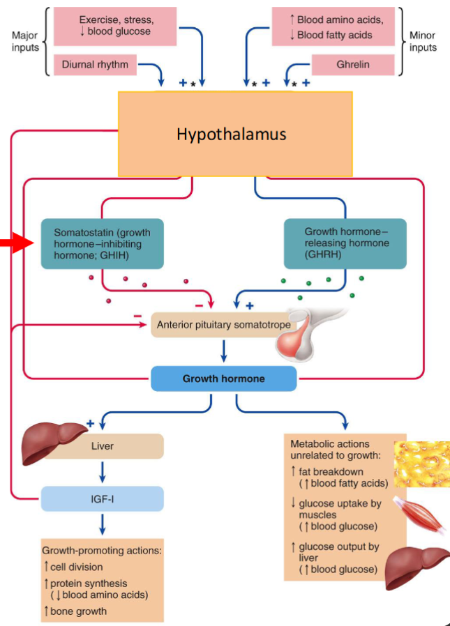 <p>Bind directly to receptors (liver, fat, muscles)</p><ul><li><p>fatty acid in blood, decrease glucose uptake</p></li></ul><p>- Muscles run on fat</p><p>-More glucose for the brain</p><ul><li><p>INDIRECTLY stimulates amino acid uptake and protein synthesis vis <strong>Insulin-like growth factors</strong> (IGFs)</p></li></ul><p></p>