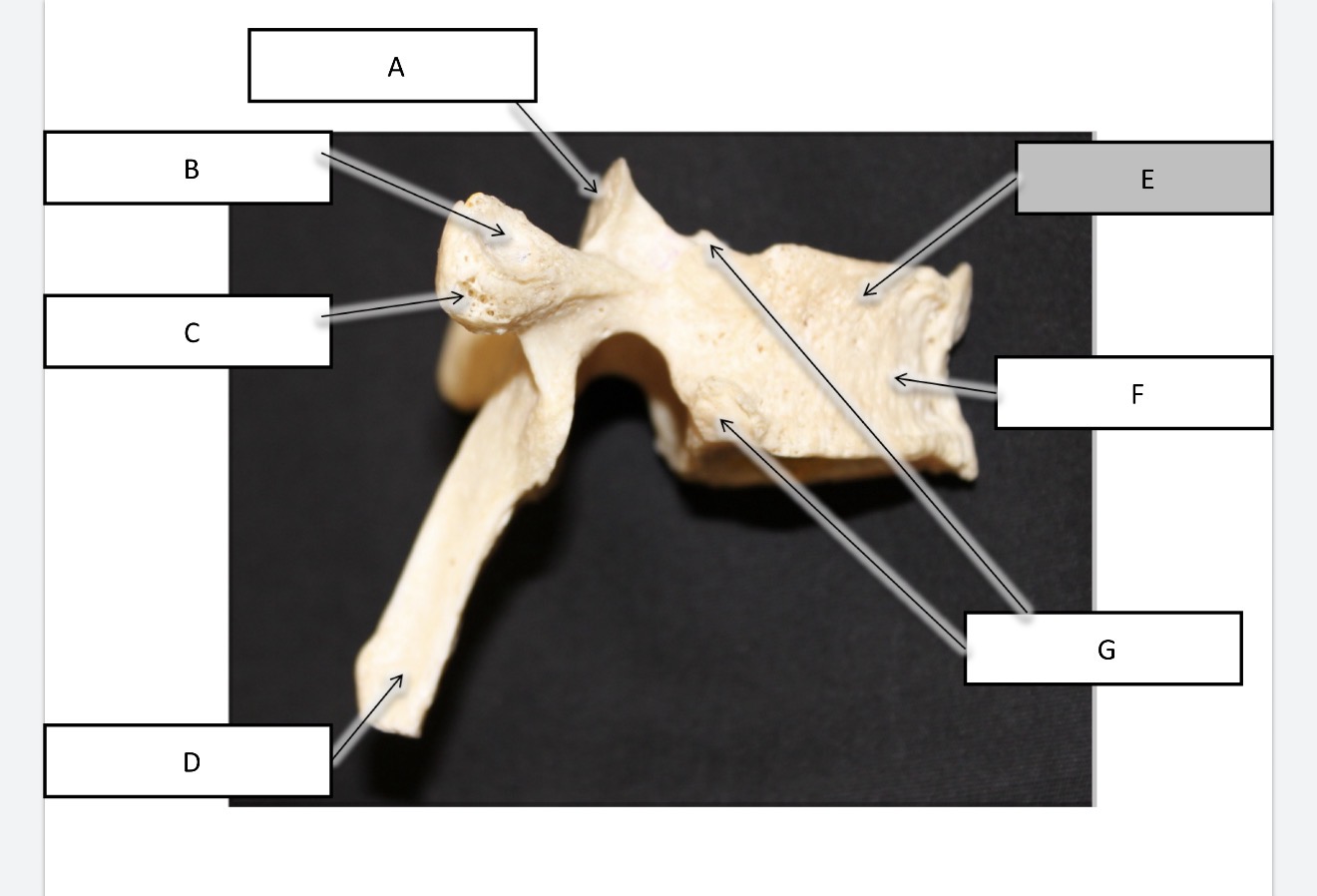 <p>What is A?</p>