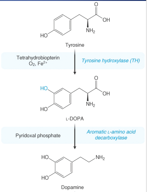 <p>Tell us about the biogenic class of catecholamines</p>