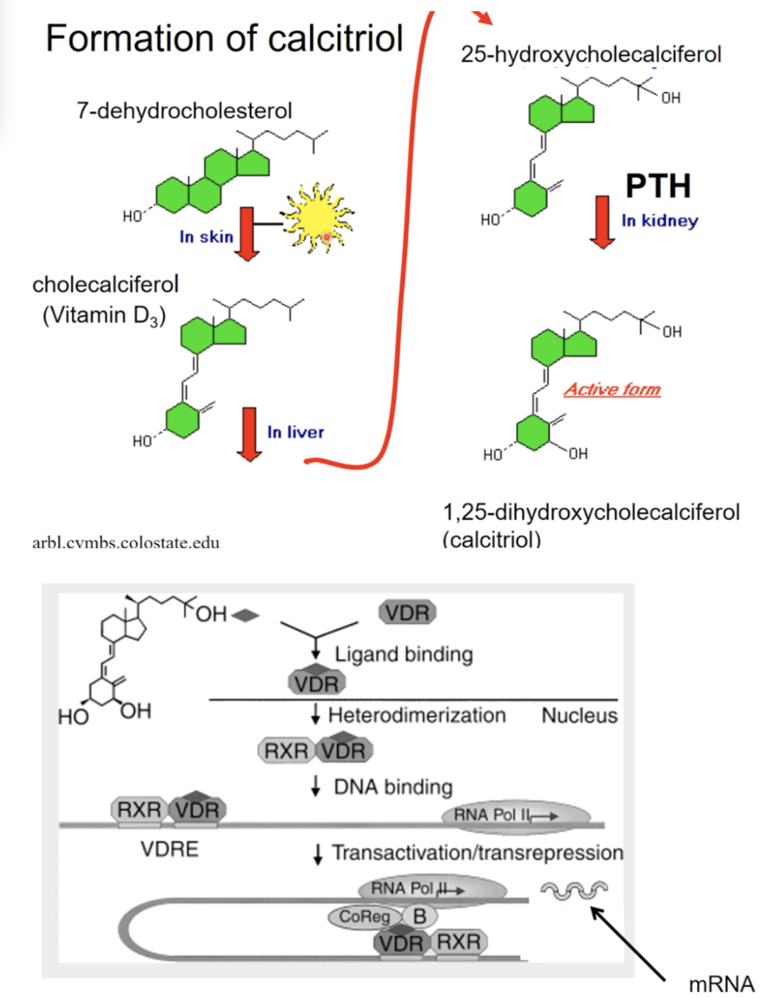 <ul><li><p>also known as 1,25-dihydroxycholecalciferol</p></li><li><p>Organs</p><ul><li><p>Skin</p></li><li><p>Liver</p></li><li><p>Kidney</p></li></ul></li><li><p>Function to increase serum (in the blood) calcium</p></li><li><p>Target organs</p><ul><li><p>Main affect: Intestines: increase Ca2+ intake (affects this the most)</p></li><li><p>bone: some mobilization (little effect)</p></li><li><p>kidney: reabsorption of the Ca2+ back into the blood (little effect)</p></li></ul></li></ul><div data-type="horizontalRule"><hr></div><p>Formation of calcitriol</p><ul><li><p>In skin have cholesterol precursors for vit D3, the cholesterol gets concerted into vit D3 due to the presence of UV light</p></li><li><p>The vit D3 further changed into 25-hydroxycholecalciferol in the liver</p></li><li><p>PTH in the kidney activates the cholesterol into calcitriol or vit d3 hormone</p></li></ul><div data-type="horizontalRule"><hr></div><p>Signalling process</p><ul><li><p>Calcitriol diffuses through the membrane to binds to the vit D nuelcear receptor</p></li><li><p>Forms a heterodimer with another receptor, the retinoic acid receptor</p></li><li><p>Heterodimer goes into the nucleus to find the vit D response element</p></li><li><p>Stimulate new genes being formed to form more CA channels and binding proterins and transporters in the kidneys and intestines to help absorb or reabsorb calcium into the bloodstream</p></li></ul><p></p>