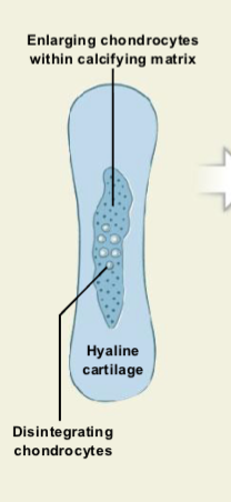 <ul><li><p>Cartilage model enlarges as <strong>chondrocytes grow bigger</strong>.</p></li><li><p>The surrounding <strong>cartilage matrix begins to calcify</strong>.</p></li><li><p>Calcification <strong>cuts off nutrient supply</strong>.</p></li><li><p><strong>Chondrocytes die and break down</strong>, leaving <strong>empty cavities</strong> in the cartilage.</p></li></ul><p></p>