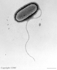 <p>a "whip-like" structure that helps</p><p>some cells MOVE</p>