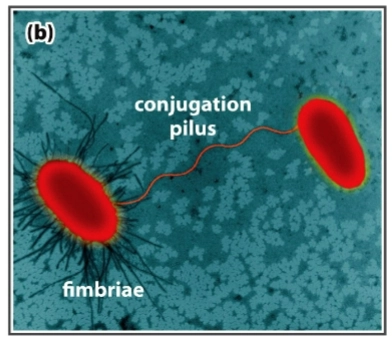 <ul><li><p>Mobiliteit</p></li><li><p>Overdragen van genetisch materiaal (conjugation-pilus)</p></li></ul><ul><li><p>Betrokken bij aanmaak van de biofilm</p></li><li><p>Fragmenten van pili (S pili) kunnen binden en daarbij antistoffen inactiveren</p></li><li><p>Variatie van pili structuur zorgt ervoor dat ze uit de handen van het immuunsysteem kunnen blijven</p></li></ul><p></p>