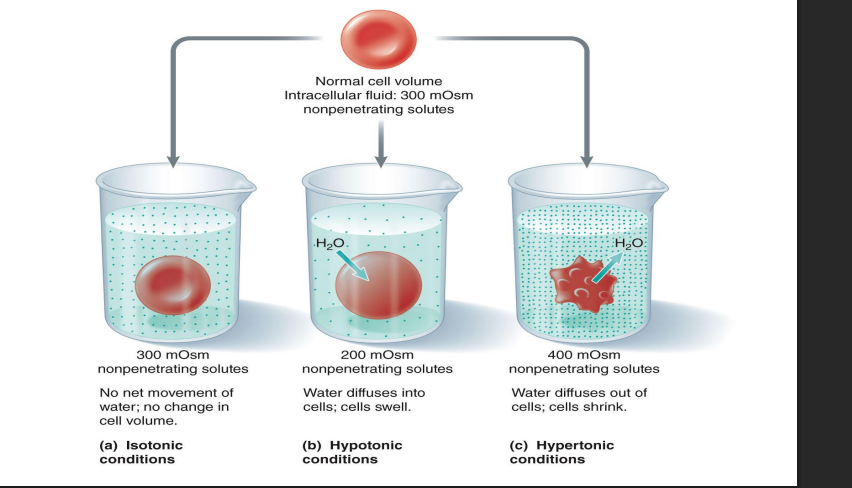 <ul><li><p><strong>osmolality:</strong> total solute concentration of a cell (osm/L)— typical osmolality of animal cell ~300 mOsm (milliosmoles)</p></li><li><p><strong>hypertonic solution</strong>: >300 mOsm: cell loses water and shrinks</p></li><li><p><strong>hypotonic solution:</strong> <300 mOsm: cell gains water and expands</p></li><li><p><strong>isotonic solution: </strong> ~300 mOsm: no net movement of water</p></li></ul><p></p><p><strong>tonicity: measure of solutions ability to change volume of cells by altering their water content</strong></p><p></p>