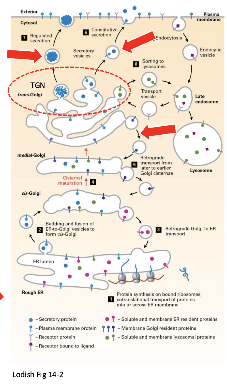 <ul><li><p> serves as a sorting station ( CGN)</p></li><li><p>Mediates the forward transport once the previous subcompartment of the Golgi complex matures into the TGN (trans cisternae → TGN)</p></li><li><p>site of clathrin coat vesicle assembly for transport from the TGN to endosomes</p></li><li><p>site of secretory vesicle assembly for transport forward</p><p>(anterograde) to the plasma membrane and eventual</p><p>secretion into the extracellular space</p></li><li><p>site of COPI vesicle assembly for transport back</p><p>(retrograde) to the Golgi trans cisternae</p></li></ul><p></p>