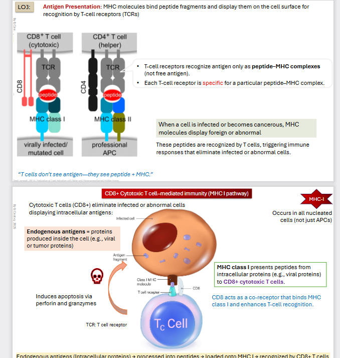 <p>MHC Class I</p><ul><li><p>Virally Infected/mutated cell</p></li><li><p>MHC I → Intracellular / endogenous</p></li><li><p>MHC Class I is expressed on <strong>all nucleated cells </strong>and presents <strong>intracellular </strong>(endogenous) <strong>peptides</strong>.</p></li><li><p>Once the T cells interact they multiply to get rid of the intruder.  </p></li></ul><p></p><p>Include <strong>endogenous antigens</strong></p><ul><li><p>Proteins produced inside the cell (viral or tumor proteins)</p></li><li><p>All nucleated cells not just APCs</p></li></ul><p></p><p><strong>MHC class I</strong> presents peptides from <strong>intracellular Proteins </strong>to <strong>CD8+ </strong>cytotoxic t-cells</p><p></p><p>CD8 acts as a co-receptor that binds MHC class I and enhances T-cell recognition</p><p></p><p>Once they are recognized, T-cells Induces apoptosis via <strong>perforin </strong>and <strong>granzyme </strong>to the targets. </p><p></p><p><span>Endogenous antigens (Intracellular proteins) → processed into peptides → loaded onto MHC I → recognized by CD8+ T cells → Induce apoptosis via perforin and granzyme</span></p>