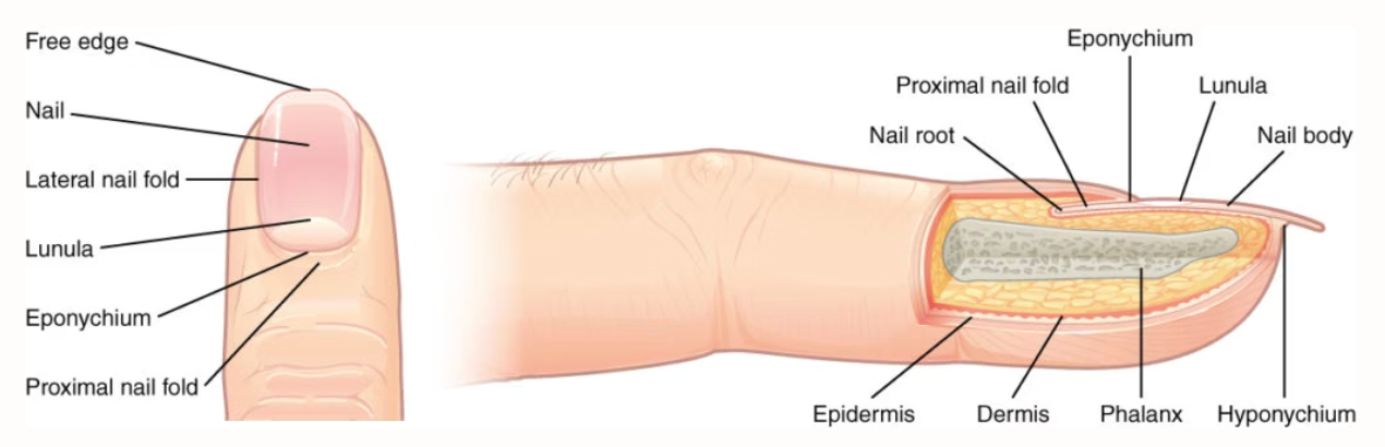 <p>Nails</p>