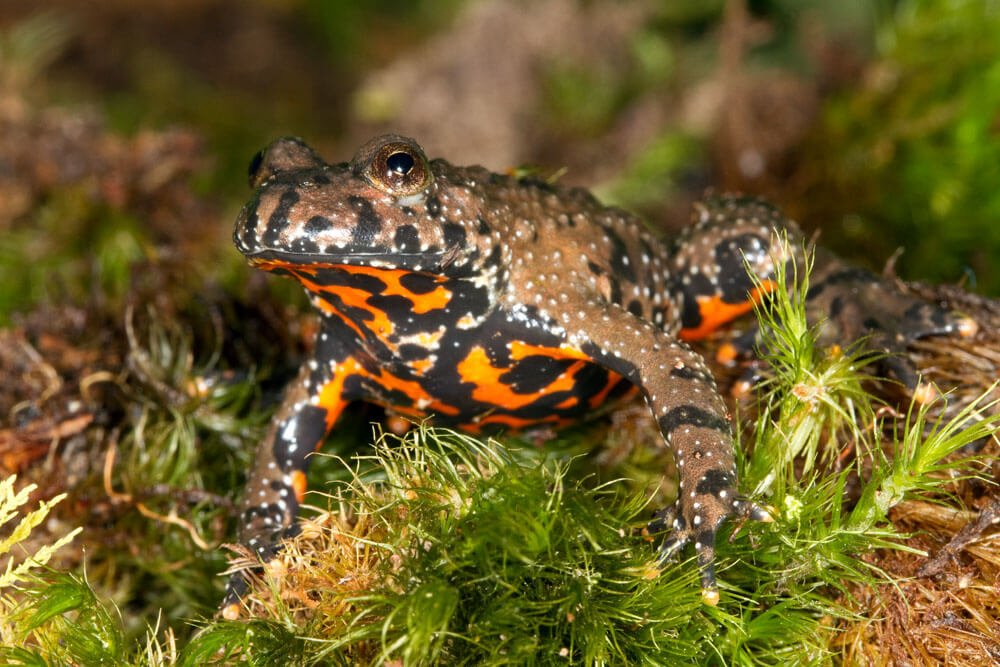 <p>hnědý hřbet s bílými bradavicemi, oranžové břicho s černými skvrnami</p>