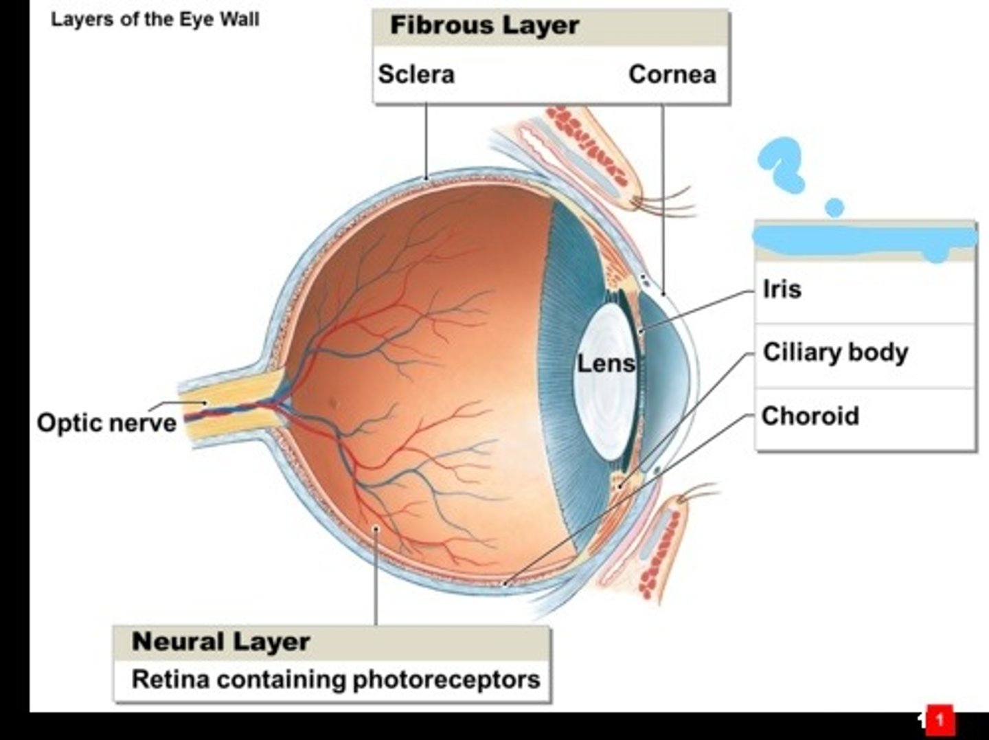 <p>Middle layer consisting of choroid, ciliary body, iris. Its function is to provide nourishment to the outer layers of the retina through blood vessels. It is part of the uveal tract.</p>