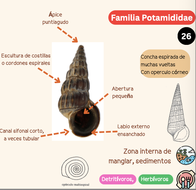 <p><strong>FILO </strong>Mollusca<strong><br>CLASE </strong>Gastropoda<br><strong>SUBCLASE </strong>Caenogastropoda<br><strong>ORDEN </strong>Cerithioidea<br><strong>FAMILIA </strong>Cerithiidae<strong><br>CARACTERÍSTICAS </strong>Concha espirada de muchas vueltas con opérculo córneo.<br><strong>RÁDULA </strong>Tenioglossa<strong><br>ALIMENTACIÓN </strong>Detritívoros, Herbívoros<strong><br>HÁBITAT </strong>Zona interna de manglar, sedimentos</p>