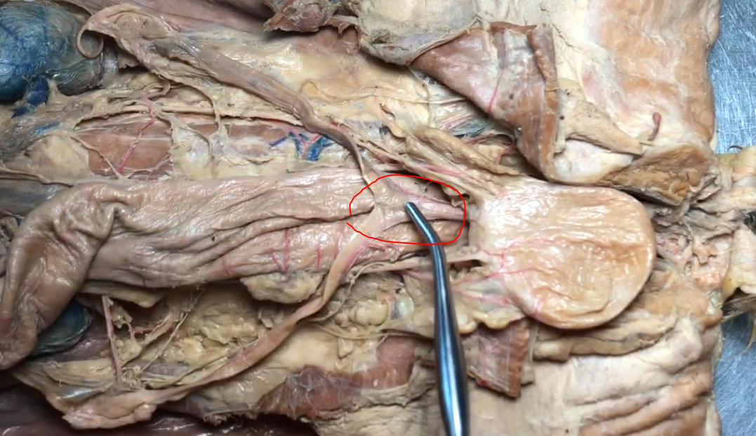 <p>What structure is this?</p>