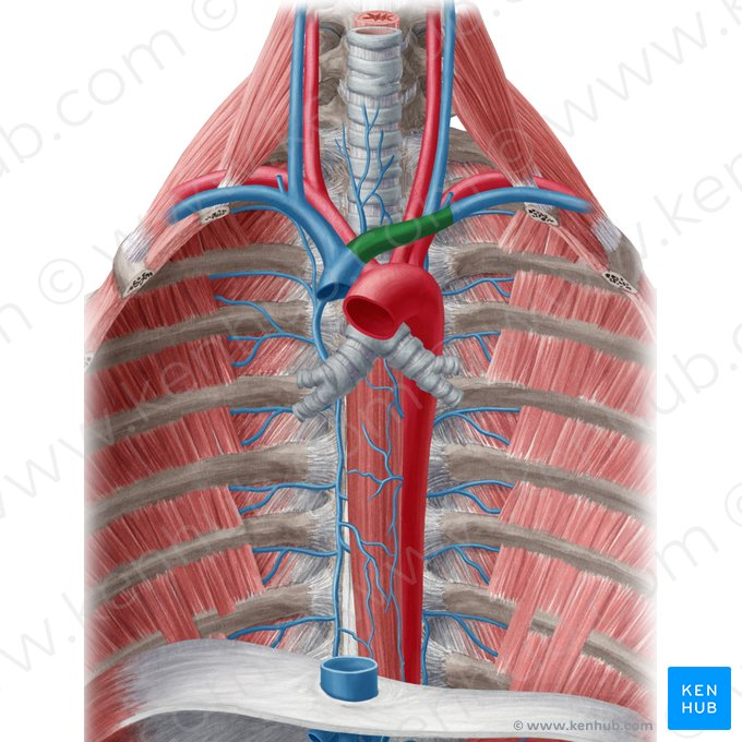 <p>What is the highlighted structure?</p>