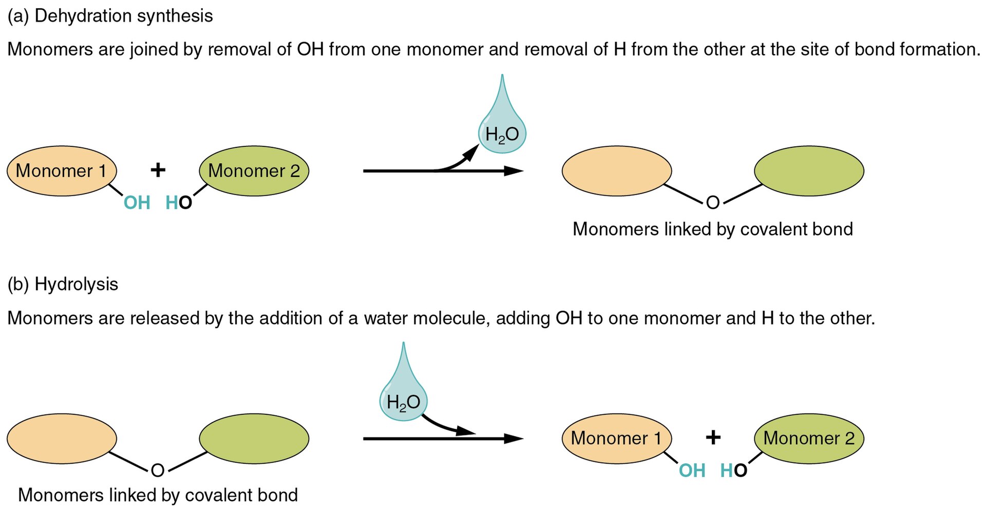 <p>Breaking down a large molecule into smaller molecules (e.g., polymer to monomer). Each bond is broken after reaction with one molecule of water.</p>