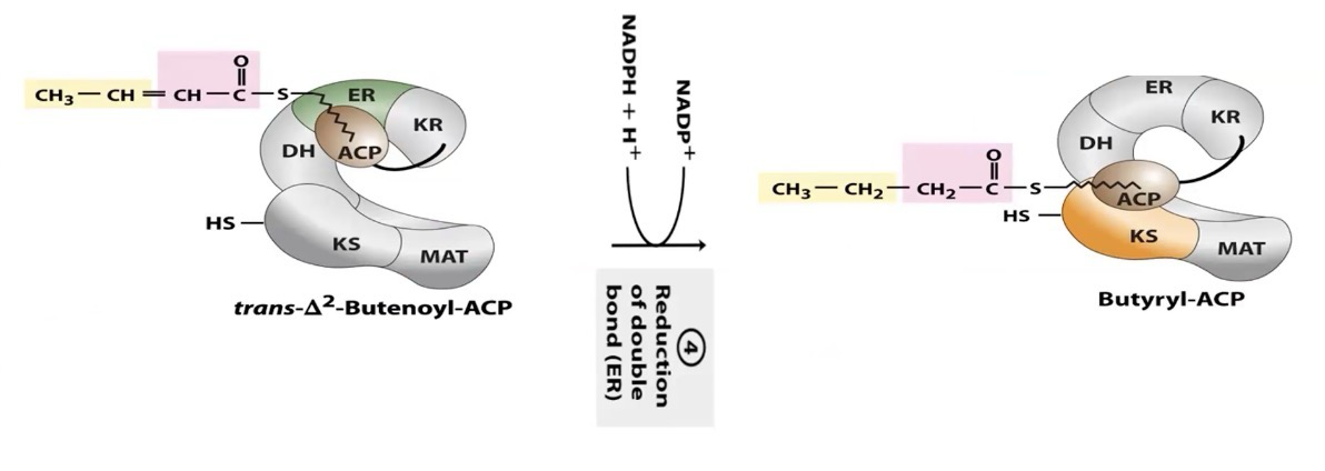 <p>Reduction</p><ol start="4"><li><p>trans-Δ<sup>2</sup>-Butenoyl-ACP goes to ER to be reduced to Butyryl-ACP (Needs NADPH + H<sup>+</sup>)</p></li></ol><p></p>