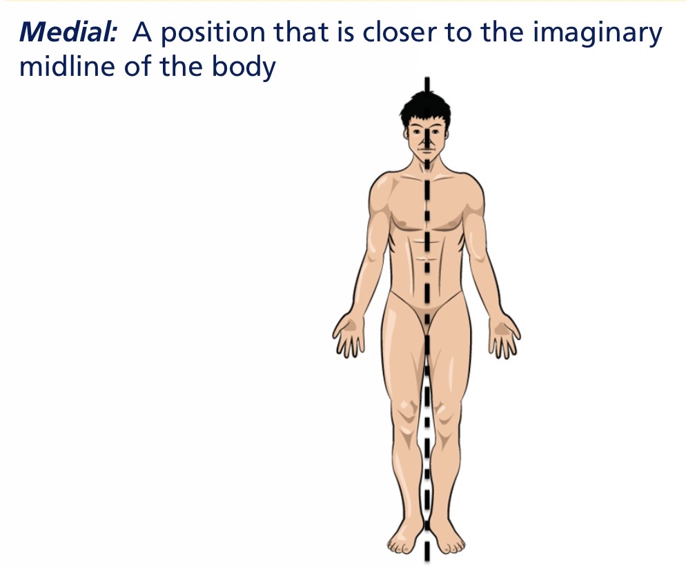 <p>Medial</p>