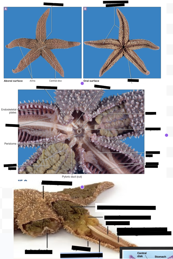 <p>Sea star (clade, structures)</p>