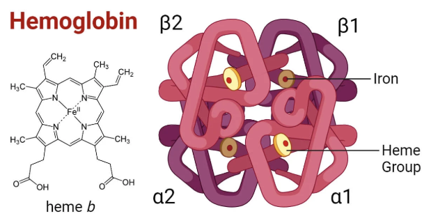 <ul><li><p>Four subunits, all containing a porphyrin ring</p></li><li><p>Heme group is made up of porphyrin ring bound to Fe2+</p></li><li><p>Proximal histidine stabilizes heme (not pictured)</p></li></ul><p></p>