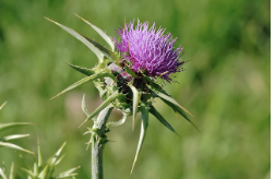 <p>botanical origin of this plant </p>