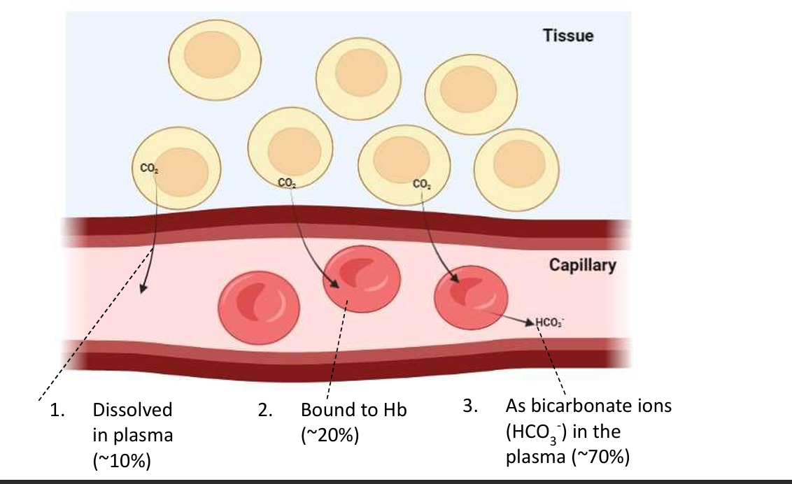 dissolved in plasma about 10 percent, bound to haemoglobin about 20 percent, as bicarbonate ions about 70 percent