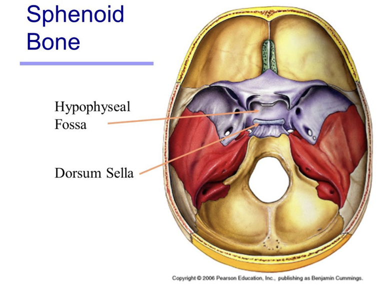 <ul><li><p>The sphenoid bone lies at the base of your skull, and in this bone is a small, cup-shaped depression.</p></li><li><p>Lying in this depression is a round ball of tissue, about 1.3 cm (0.5 in) in diameter, called the pituitary gland or hypophysis.</p></li></ul><p></p>