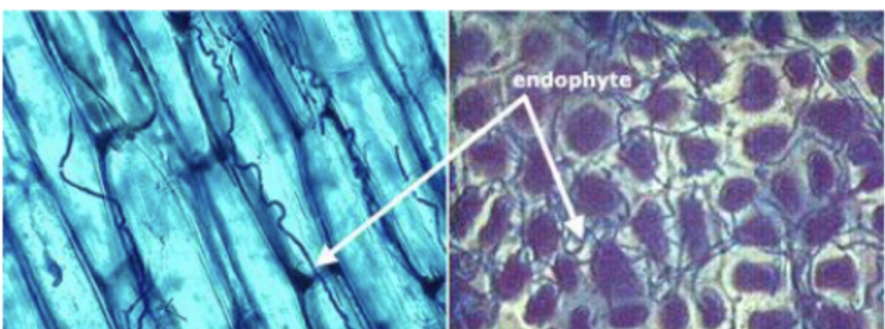 <p></p><ul><li><p>found in tall fescue and perennial ryegrass</p></li><li><p>produces toxic alkaloids</p><ul><li><p>chemically similar to dopamine, noradrenaline, and serotonin</p></li><li><p>ergovaline, lysergic acid, etc.</p></li></ul></li><li><p>primarily in the seed</p></li><li><p>transfer to pasture via the seed</p></li></ul><p></p>