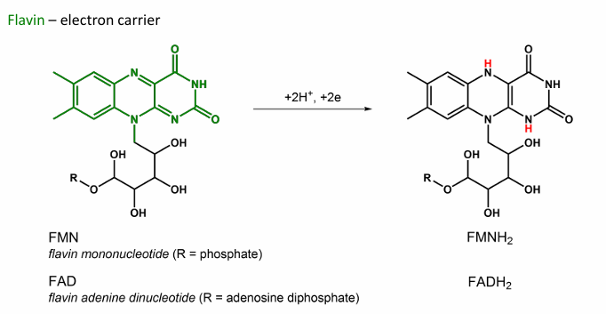 <p>FAD/FMN → FADH2/FMNH2 , Flavin</p>