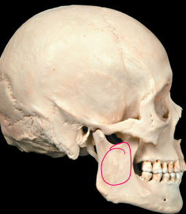 <p>Name this bone</p>