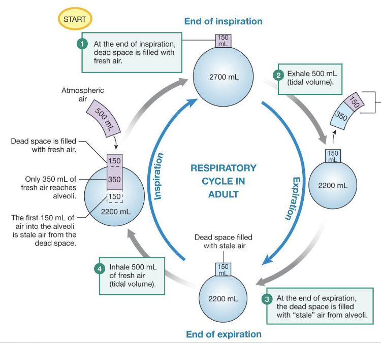 <ul><li><p>portions of the conducting zone that have some remainder of fresh or stale air</p></li><li><p>important in understanding the pressure gradient and how pressure is going to decrease when it gets to the alveoli</p></li></ul><p></p>