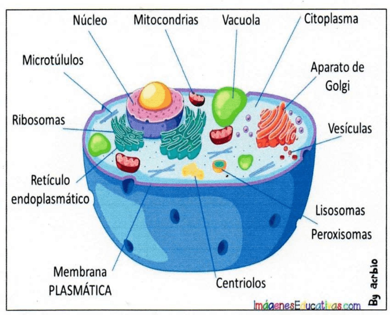 <p>Retículo endoplasmatico rugoso</p>