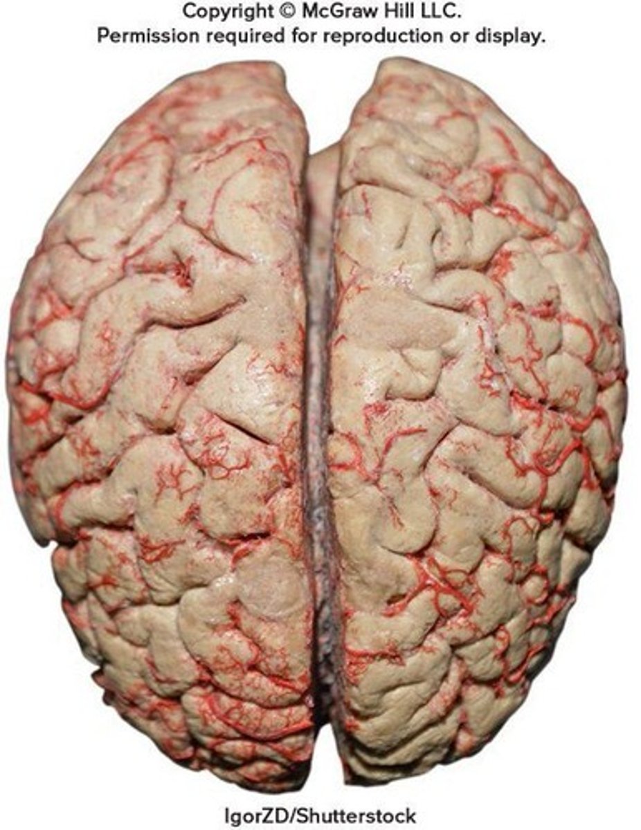 <p>Involved in voluntary movement, thinking, personality, emotion, memory, and intentionality.</p>