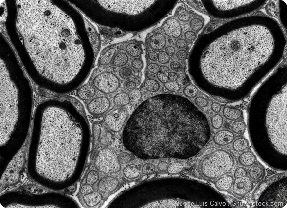 <p>what microscope used</p>