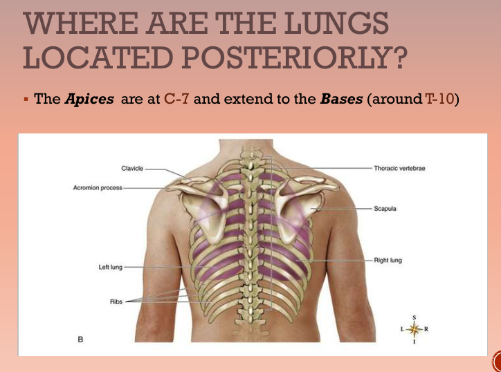 <p><strong>Apices </strong>(top/apex plural) are at <mark data-color="#fffd45" style="background-color: rgb(255, 253, 69); color: inherit;">C-7</mark> and extend to the <strong>Bases </strong>(around<mark data-color="#fff84b" style="background-color: rgb(255, 248, 75); color: inherit;"> T-10</mark>)</p>