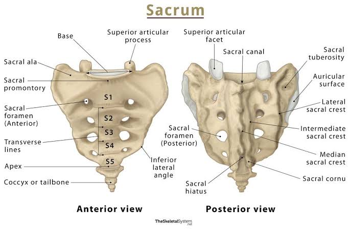 <p>Sacrum <strong>Types of vertebrae</strong></p>