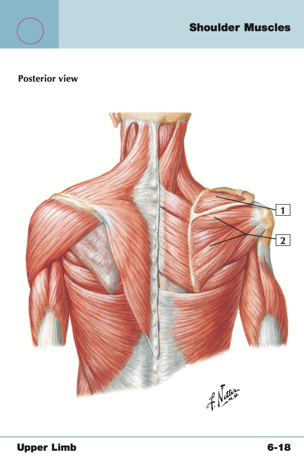 <p>+origin/insertion</p>