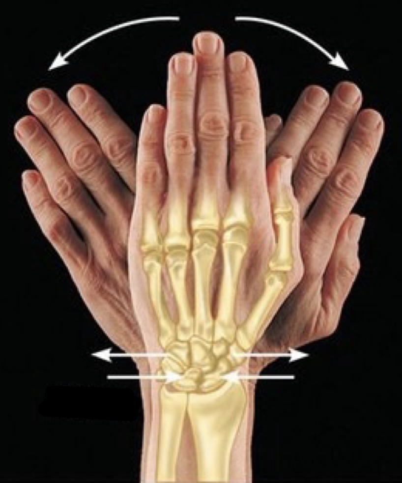 <p>name the muscle action</p>