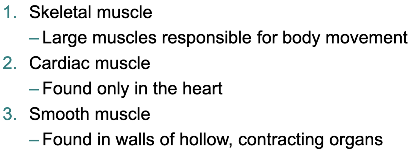 <p>Skeletal, cardiac, smooth</p>