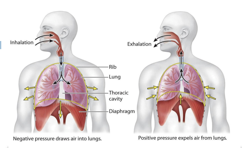 <ul><li><p>In mammals, inhalation during normal, relaxed breathing is driven by contraction of the diaphragm</p></li><li><p><span style="background-color: inherit; line-height: 19.55px; color: windowtext;">At rest</span><span style="line-height: 19.55px; color: windowtext;">&nbsp;</span></p><ul><li><p class="Paragraph SCXO195521613 BCX0" style="text-align: left;"><span style="background-color: inherit; line-height: 19.55px; color: windowtext;">Diaphragm allows breathing (mostly using diaphragm)</span><span style="line-height: 19.55px; color: windowtext;">&nbsp;</span></p></li><li><p class="Paragraph SCXO195521613 BCX0" style="text-align: left;">Exhalation occurs passively by the elastic recoil of the lungs and chest wall</p></li></ul></li></ul><p></p>