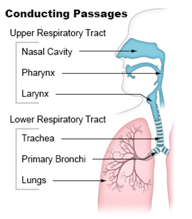 <ul><li><p><strong>Upper Respiratory Tract</strong> </p><ul><li><p>Nose, nasal cavity, pharynx, larynx</p></li></ul></li><li><p><strong>Lower Respiratory Tract</strong></p><ul><li><p>Trachea, bronchi, bronchioles, alveolar ducts, alveoli</p></li></ul></li></ul><p></p>