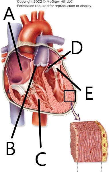 <p>Match each structure with the indicator letter (heart interior)</p>