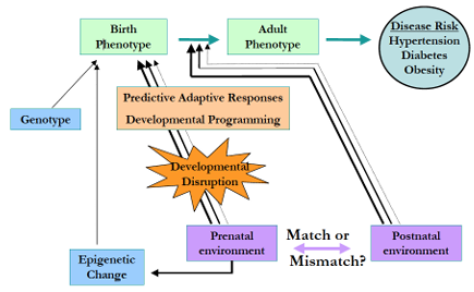 <p>Predictive adaptive responses to prenatal environment produce a birth phenotype adapted to a similar postnatal environment. Developmental programming may occur due to epigenetic alterations to the DNA. If the postnatal environment does not match the prenatal environment, the individual is maladapted and may be at increased risk of diseases later.</p>