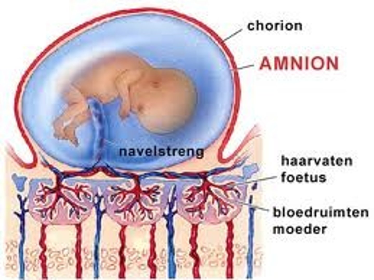 <p>innermost membrane sac surrounding the developing fetus</p>