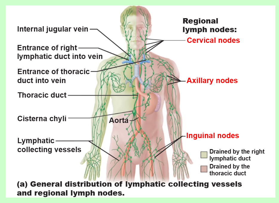 <p>the principal lymphoid organs of the body</p>