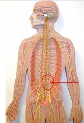 <p>Area of the back between the ribs and hips; the loin</p>